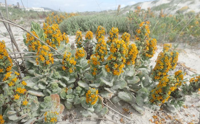 Manulea tomentosa, growing at the coast, Melkbosstrand. (Photo Felix Riegel)