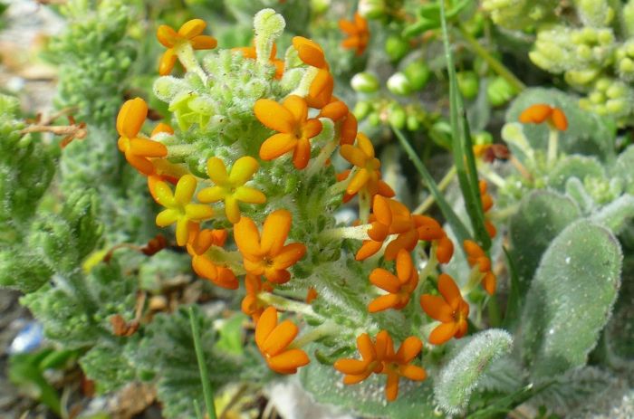 Manulea tomentosa, inflorescence. (Photo Bernhard Fischer)