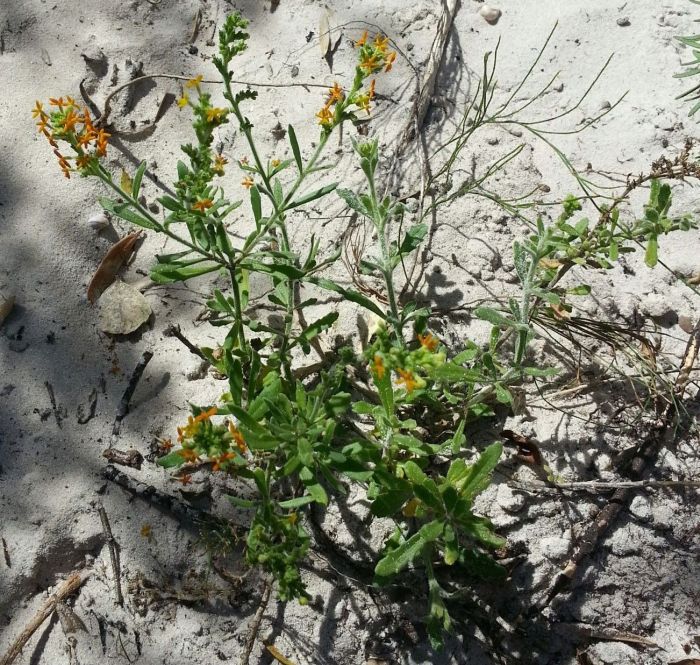 Manulea tomentosa, growing inland, Overberg. (Photo Gerda Theron)