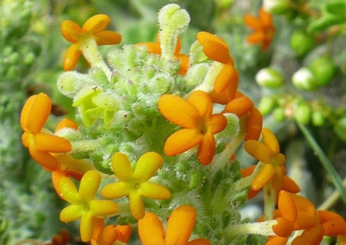 Manulea tomentosa, flowers, note rolled petals. (Photo Bernhard Fischer)