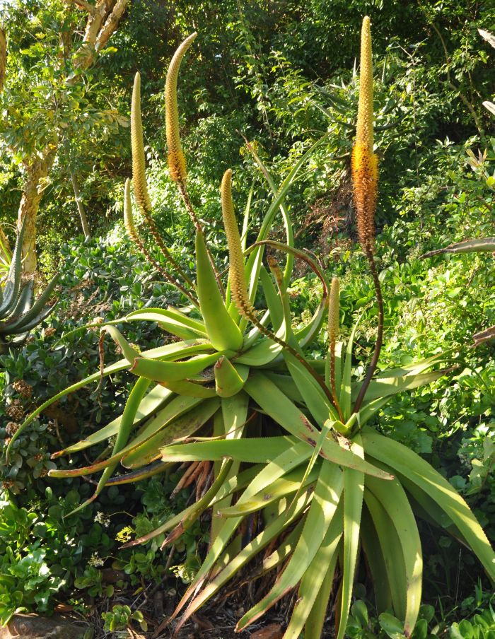 Aloe spicata growing in the Mathews Rockery, Kirstenbosch NBG. (Photo Alice Notten)