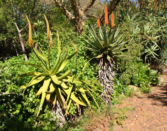 Aloe spicata (left) growing in the Mathews Rockery, Kirstenbosch NBG, with Aloe ferox (centre) and Aloe arborescens (right). (Photo Alice Notten)