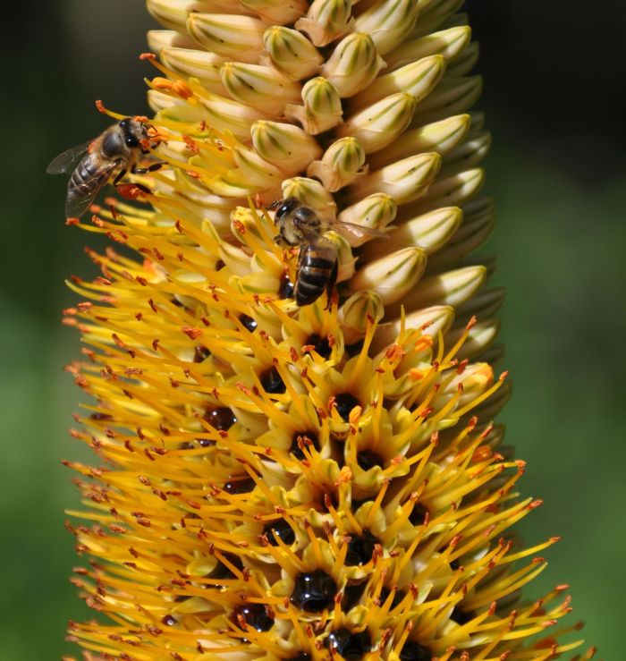 Aloe spicata flowers. (Photo Alice Notten)