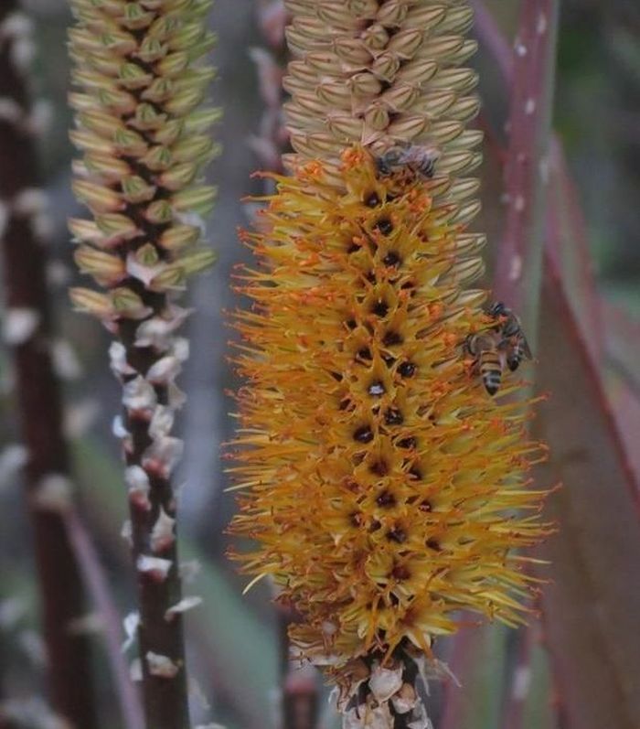 Aloe spicata flowers. (Photo Brian du Preez)