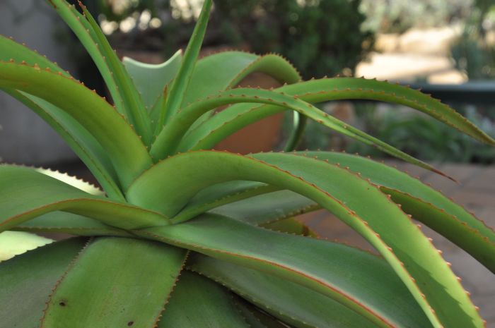 Aloe spicata leaves. (Photo Alice Notten)