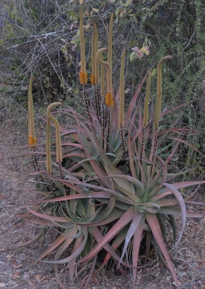 Aloe spicata growing in habitat, Kruger National Park. (Photo Brian du Preez)