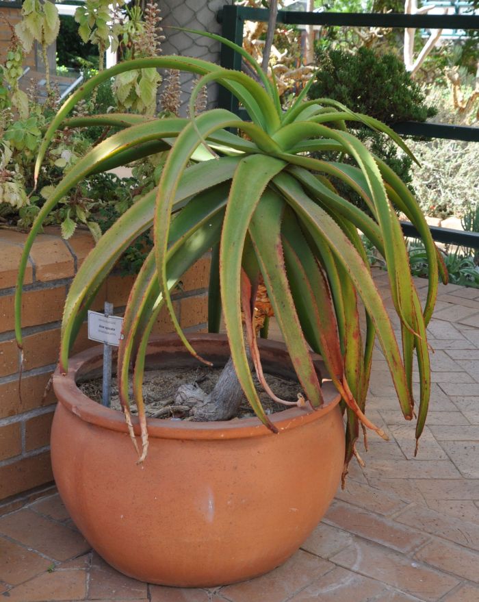 Aloe spicata growing in the glasshouse, Kirstenbosch NBG. (Photo Alice Notten)