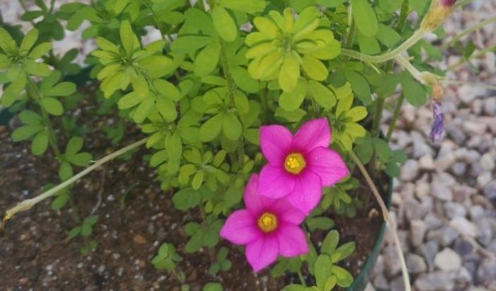 Oxalis hirta, foliage and flowers.