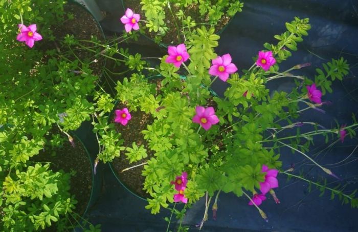 Oxalis hirta, growing in a pot.