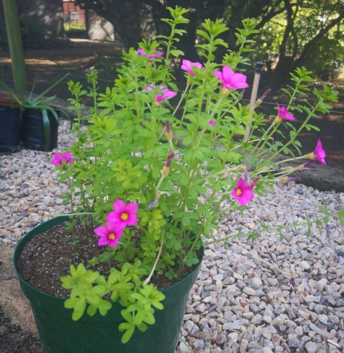 Oxalis hirta, growing in a pot.