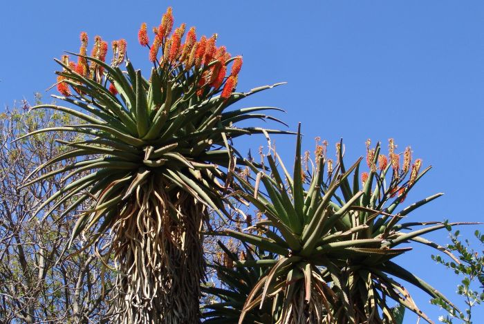 Aloe rupestris, in habitat. (Photo Geoff Nichols)