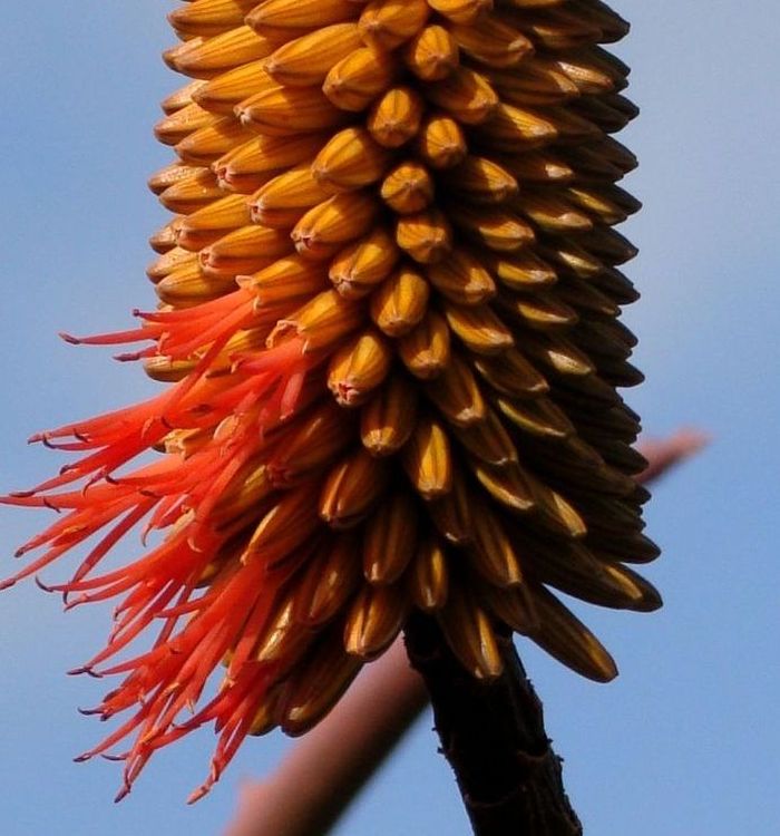 Aloe rupestris, flowers, Kirstenbosch NBG. (Photo Jermaine Christoffels)