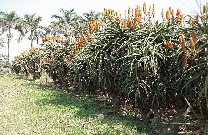 Aloe rupestris, planted as a hedge. (Photo Geoff Nichols)