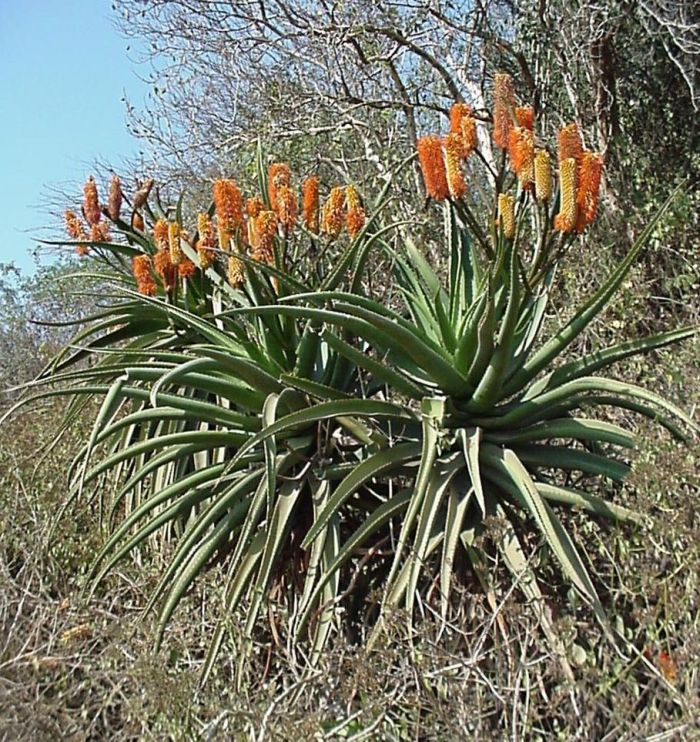 Aloe rupestris, in habitat. (Photo Geoff Nichols)