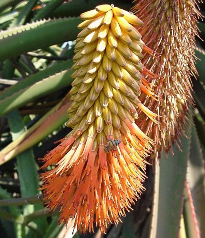 Aloe rupestris, in habitat. (Photo Geoff Nichols)