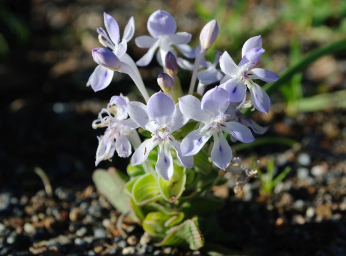 Lapeirousia pyramidalis subsp. pyramidalis (Photo Lize Labuscagne)