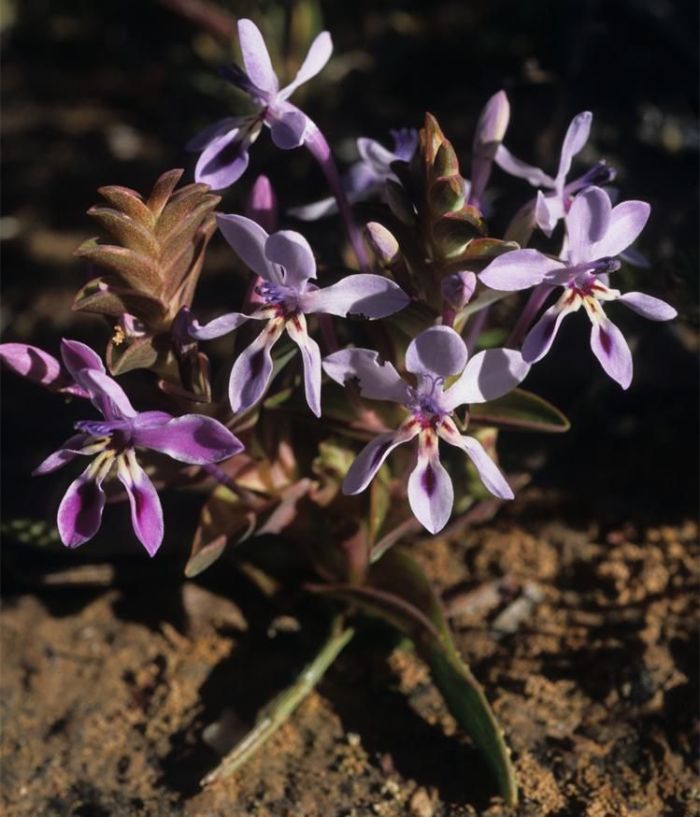 Lapeirousia pyramidalis subsp. pyramidalis, Tanqua Karoo. (Photo John Manning)