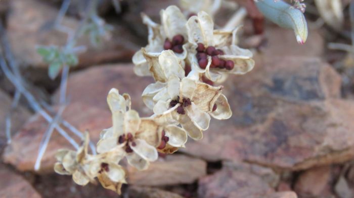 Lapeirousia pyramidalis subsp. pyramidalis, dried flowerheads and seeds. (Photo Andrea Coetzer)