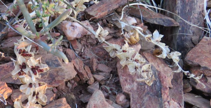 Lapeirousia pyramidalis subsp. pyramidalis, dried flowerheads and seeds. (Photo Andrea Coetzer)