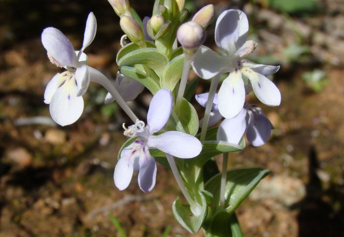 Lapeirousia pyramidalis subsp. pyramidalis (Photo Lize Labuscagne)