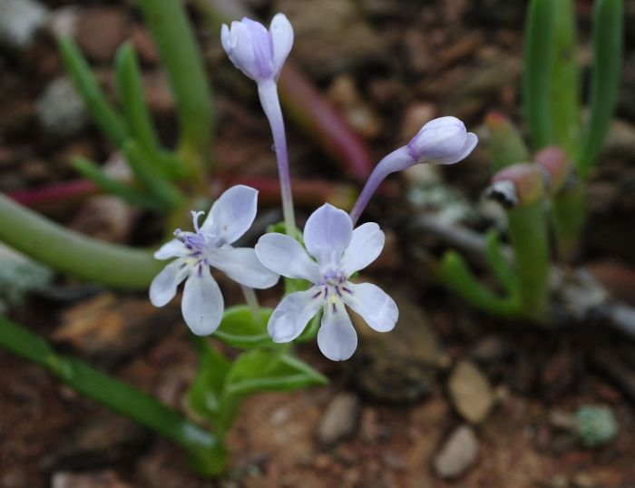 Lapeirousia pyramidalis subsp. pyramidalis (Photo Lize Labuscagne)