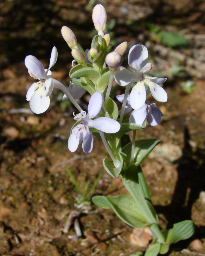 Lapeirousia pyramidalis subsp. pyramidalis (Photo Lize Labuscagne)