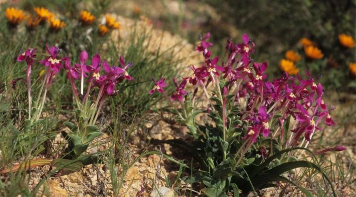 Lapeirousia pyramidalis subsp. regalis, Gifberg. (Photo John Manning)