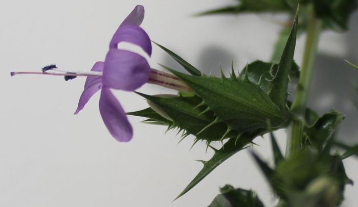 Barleria irritans, bracteoles.