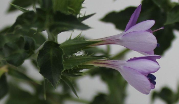 Barleria irritans