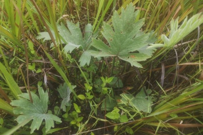 Pelargonium luridum, leaves, Umjindi, Mpumalanga. (Photo Mashudu Nndanduleni)