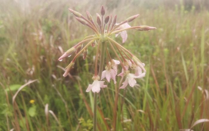 Pelargonium luridum, flower head, Umjindi, Mpumalanga. (Photo Mashudu Nndanduleni)