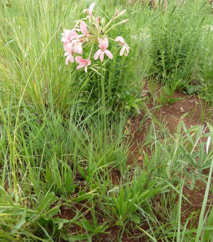 Pelargonium luridum, in flower, Maropeng, Gauteng. (Photo Andrew Hankey)