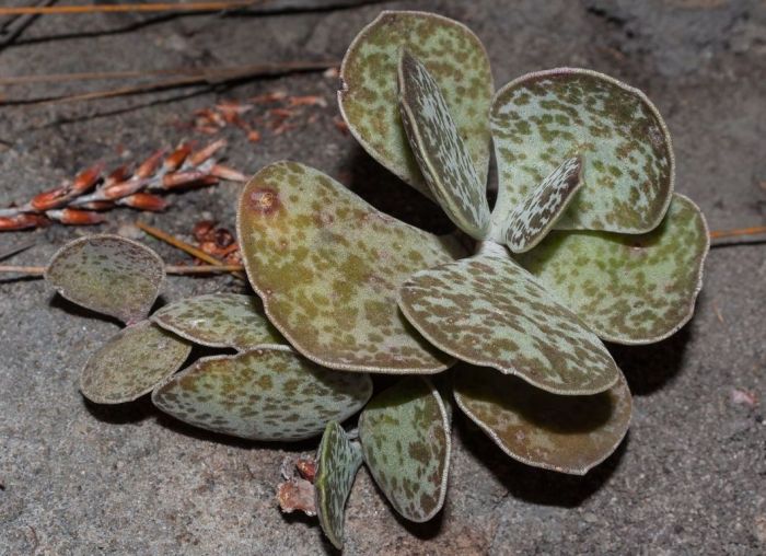 Adromischus maculatus (Photo Adam Harrower)