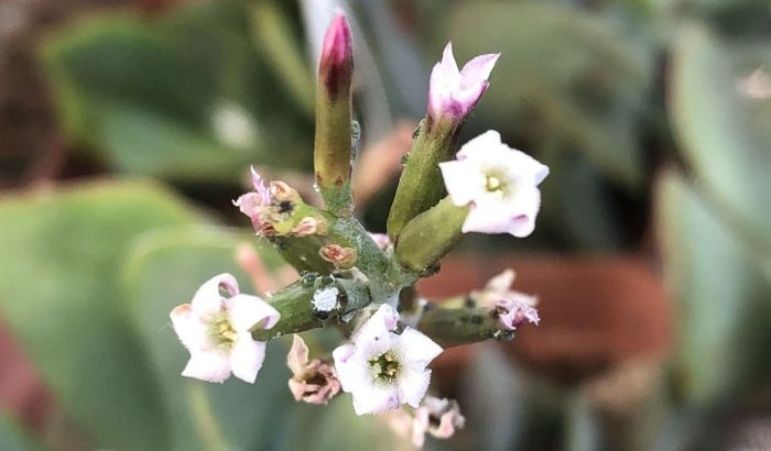 Adromischus maculatus