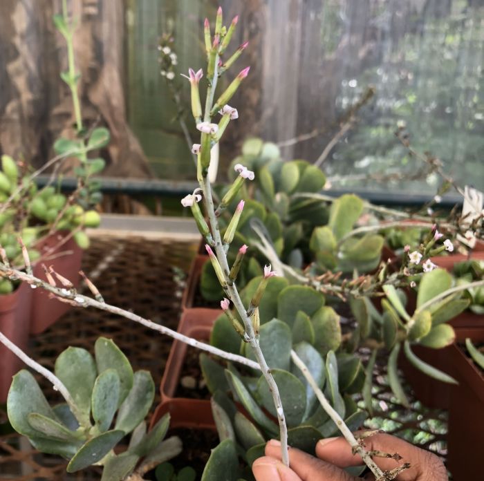 Adromischus maculatus