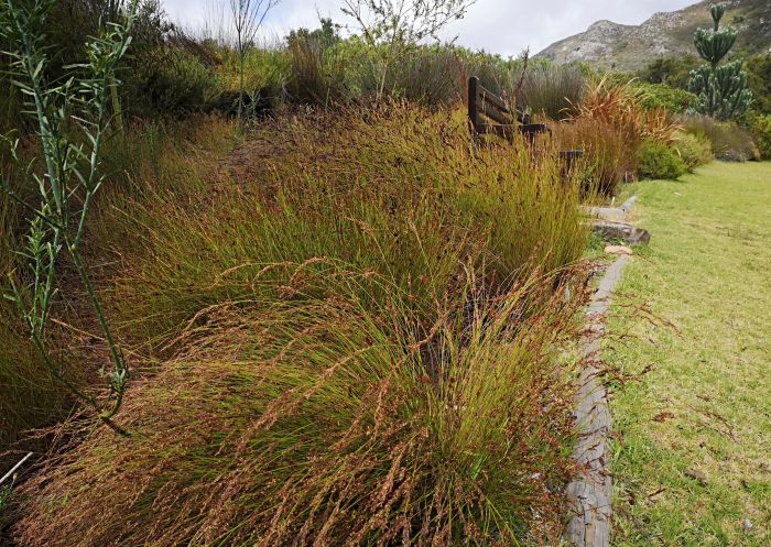 Restio similis, growing in Kirstenbosch NBG. 