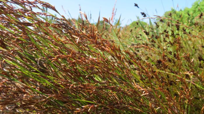 Restio similis, growing in Kirstenbosch NBG. 