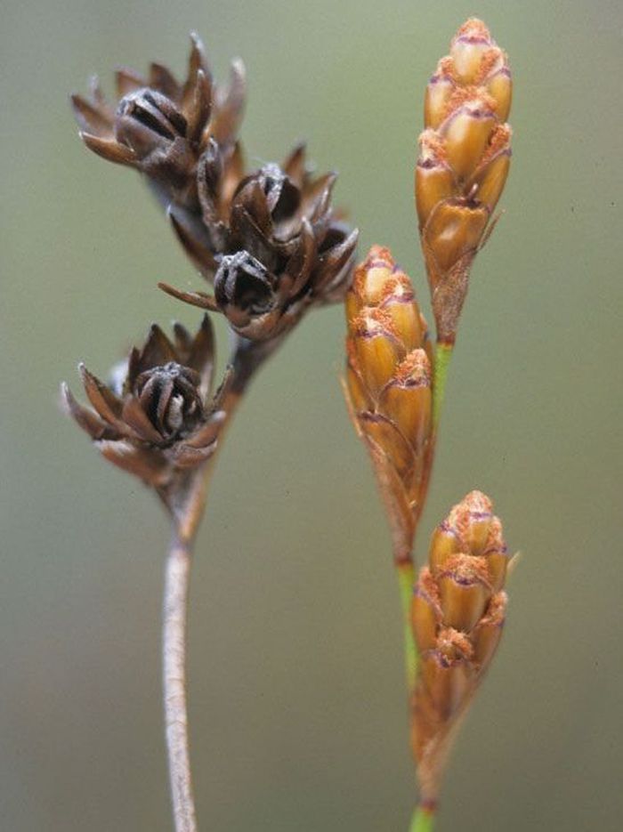 Restio similis, female inflorescence. (Photo H.P. Linder) 