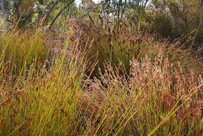 Restio similis, growing in Kirstenbosch NBG. 