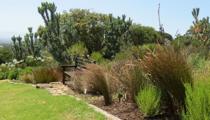 Restio similis, growing in Kirstenbosch NBG. 