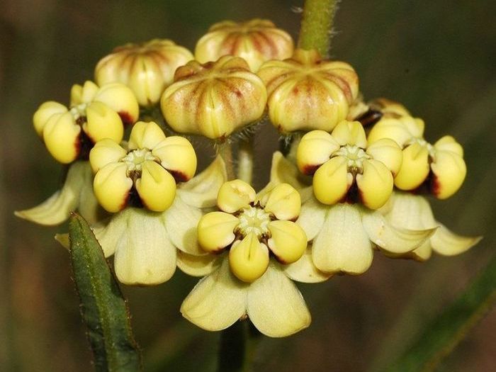 Asclepias woodii (Photo A Shuttleworth)