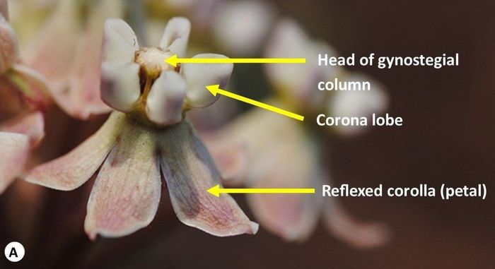 Some parts of a typical Asclepias flower, e.g. Asclepias adscendens. (Photo SP Bester)