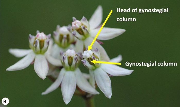 Some parts of a typical Asclepias flower. (B) Asclepias brevicuspis. (Photos SP Bester)