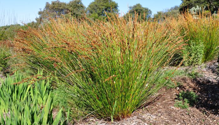 Elegia persistens, growing in Kirstenbosch NBG. (Photo Alice Notten) 