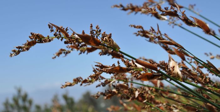 Elegia persistens, growing in Kirstenbosch NBG. (Photo Alice Notten) 