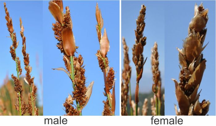 Elegia persistens, inflorescences, male on left, female on right. (Photo Alice Notten) 