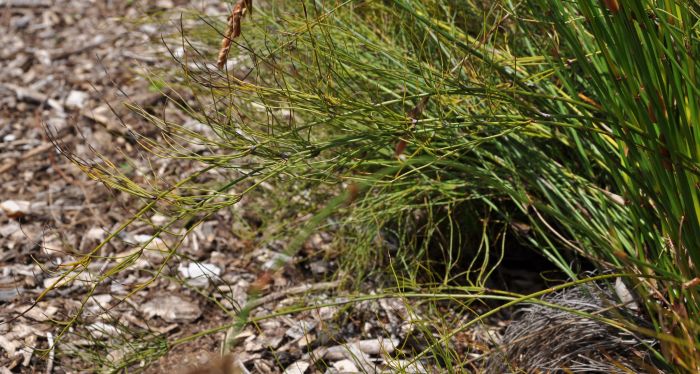 Elegia persistens, branched sterile culm. (Photo Alice Notten) 