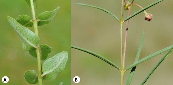 Opposite and decussate leaves in Aslepias (A) Asclepias albens, (B) Asclepias cucullata. (Photos SP Bester)