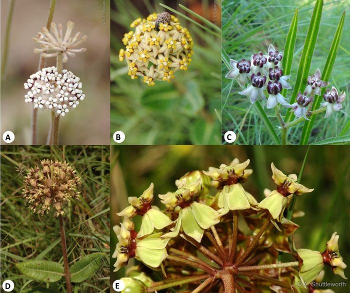 Inflorescences in Asclepias species. (A) Asclepias densiflora (Photo SP Bester); (B) Asclepias vicaria (Photo SP Bester); (C) Asclepias crassinervis (Photo J Kirkel); (D) Asclepias macropus (Photo A Shuttleworth); (E) Asclepias crispa. (Photo A Shuttleworth)