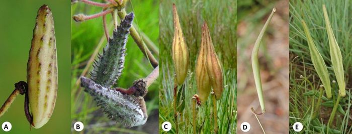 Fruit of some Asclepias species. (A) Asclepias albens (Photo SP Bester); (B) Asclepias densiflora (Photo SP Bester); (C) Asclepias vicaria (Photo HM Steyn); (D) Asclepias aurea (Photo SP Bester); (E) Asclepias gibba (Photo SP Bester)